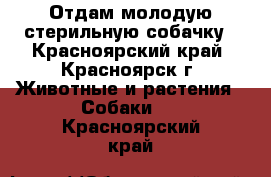 Отдам молодую стерильную собачку - Красноярский край, Красноярск г. Животные и растения » Собаки   . Красноярский край